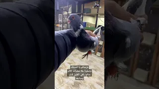 طير حمام مطوق ازرق ماشاءالله تبار الرحمن 