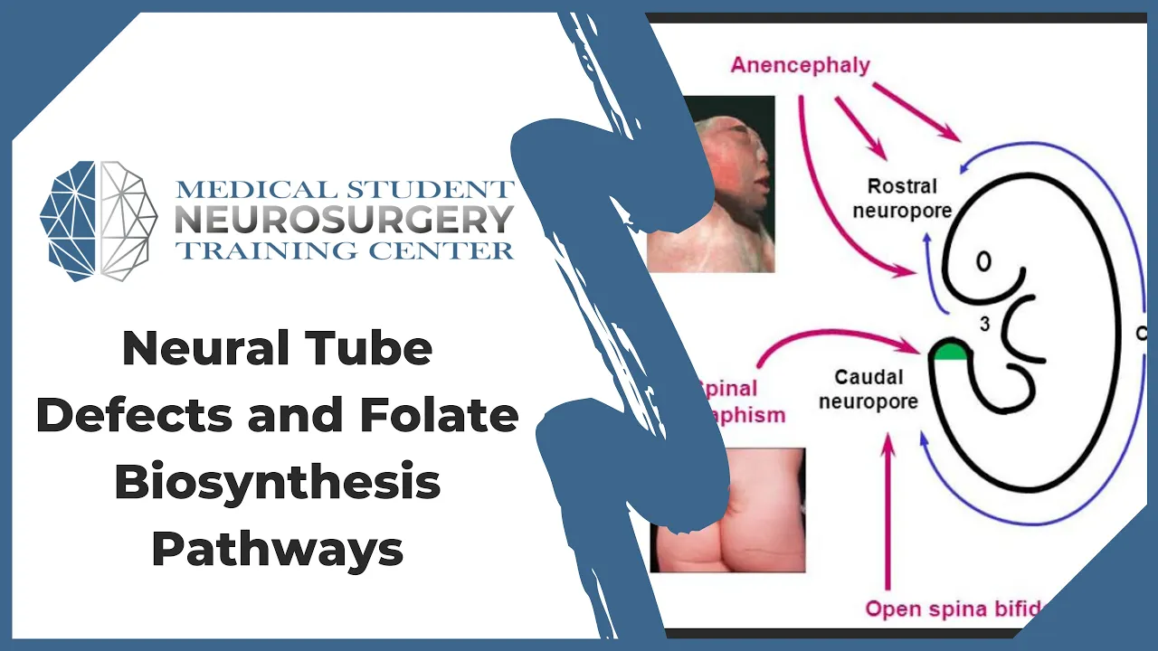 Neural Tube Defects and Folate Biosynthesis Pathways