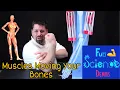 Muscles Moving Your Bones