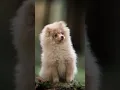 Download Lagu nicorauchenwald #dog #tutorialreels