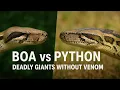 Boa vs Python Deadly Giants Without Venom