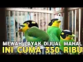 Download Lagu MEWAH 1001 YANG PUNYA !! GAK PANTAS DIJUAL MURAH HARGANYA CUMA 350 RIBU DI PASAR BURUNG PRAMUKA