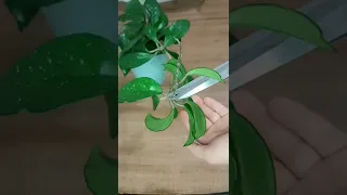 أكثار نبات الهويا او الشمعة شو بتحبو نكاثر بفيديو جديد             نباتات داخلية  نباتات  أكثار دندنها