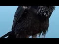 Download Lagu Efek suara burung gagak untuk video kalian para youtuber