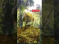 Download Lagu pantun janda sirambut pirang hhh🤣🤣 #pantun #laguviral #shortvideo #pantunjanda