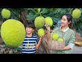 Lagu Bring Breadfruit home for recipe - Breadfruit tree in my village - Harvest Sake fruit dessert