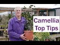 Download Lagu How to plant Camellias - Plant tips at Palmers Garden centre