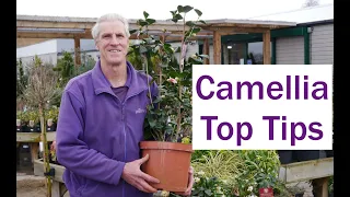 How To Plant Camellias Plant Tips At Palmers Garden Centre 