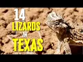 12 Common Lizards Found in Texas