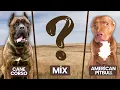 American Pitbull Terrier Cane Corso Mix Pit Corso Breed Information