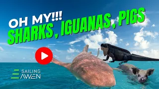 Sharks, Iguanas, Pigs (EP 66) #sailing #bahamas