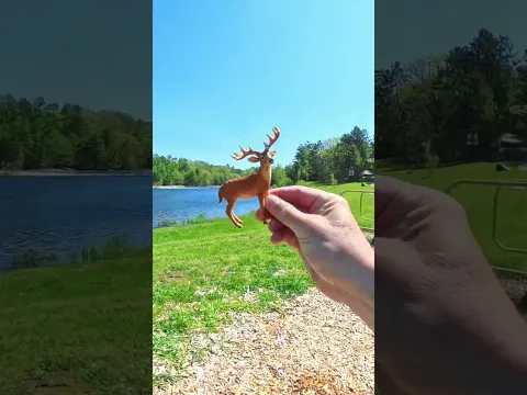 Spotting A Little Wild Stag By The Lake Bank