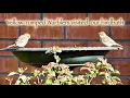Yellow-rumped Warblers visited our birdbath