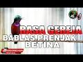 Download Lagu KONIN GACOR FULL ISIAN BURUNG GEREJA BABLAS PRENJAK BETINA !!