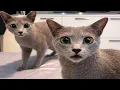 Cats Gone Crazy
