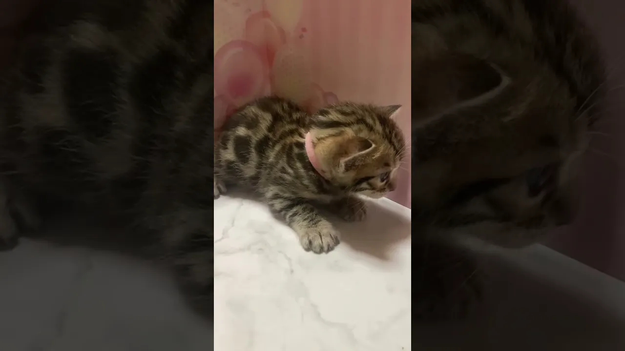 動画