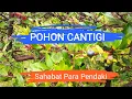 Pohon Cantigi / Santigi - Sahabat Para Pendaki