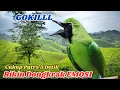 Download Lagu Masteran Cucak Ijo Gacor di Hutan, Terapi Ampuh Burung LOMBA NASIONAL