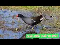 Download Lagu Tiếng Quốc Biển .Bản Đánh Cuối Vụ 2021.(Trích ré)