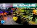 AUSSIE REPTILE ROOM Current Reptiles Available