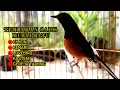 Download Lagu MURAI ATU GACOR UNTUK PANCINGAN ISIAN CILILIN KNARI GEREJATARUN UNTUK MENGGACORKAN MURAI MACET BUNYI