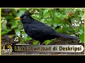 Suara Masteran Burung Blackbird