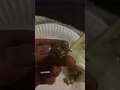 buzzed nug weed review