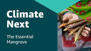 Zanzibar: The Essential Mangrove | Climate Next by AWS