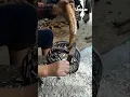 Download Lagu Cassava shredding with a manual grater: person using a manual grater to shred cassava