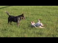Adopt Laredo from Texas Cattle Dog Rescue