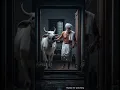 Download Lagu Brave farmer saves his cow from a deadly Scorpion 😢 #shorts #ai #farmer #cow