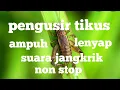 Download Lagu SUARA JANGKRIK PENGUSIR TIKUS, AMPUH LANGSUNG LENYAP