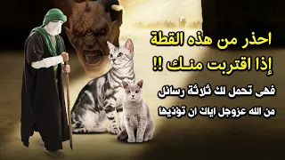 احذر من هذه القطة إذا اقتربت منك    فهى تحمل لك ثلاثة رسائل من الله عز وجل   إياك ان تؤذيها    دندنها