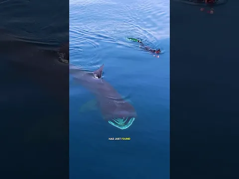 The second largest shark, and second largest whale team up for a feast!