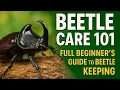 Lagu Beginner Beetle Care – Everything You Need to Know! (Silent Documentary)
