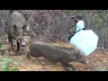 Download Lagu ATTACKED BY A WILD BOAR‼️CAMERAMAN ALMOST BECAME A VICTIM OF A WILD BOAR G4NAS ||BEST MOMENT||AMA...