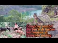 Lagu Camping sambil berburu di hutan kalimatan di temani anjing penurut