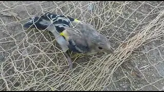 صید جوجه سهره با تور زمینی 