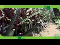 El maguey morado y sus beneficios Remedios herbolarios desde El Jardin de Dios