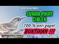 Download Lagu Suara Pikat Ciblek Paling Ampuh di Kebun dan di Hutan || Ciblek Gacor Paling di Cari