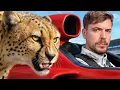 Download Lagu World's Fastest Car Vs Cheetah!