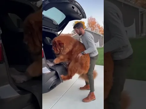 Kindness 🐶 Man Helps His Giant Dog into the Car #kindness #dog #shorts