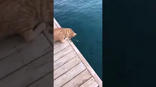 Cat And Fish القط يصطاد سمك 