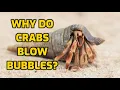 Why Do Crabs Blow Bubbles