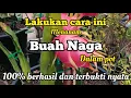 Download Lagu Cara menanam buah naga dalam pot agar cepat berbuah