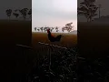 Download Lagu kokok ayam hutan Jawa diwaktu subuh menjelang siang