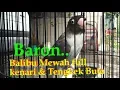 Download Lagu Lovebird Baron\
