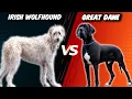 Irish Wolfhound VS Great Dane - Largest dog breeds Comparison