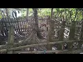 Download Lagu Suara Kambing Etawa
