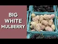 Big White Mulberry: A Productive and Flavorful Variety